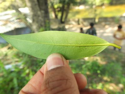 Diospyros atrata, photographed by Siddarth Machado