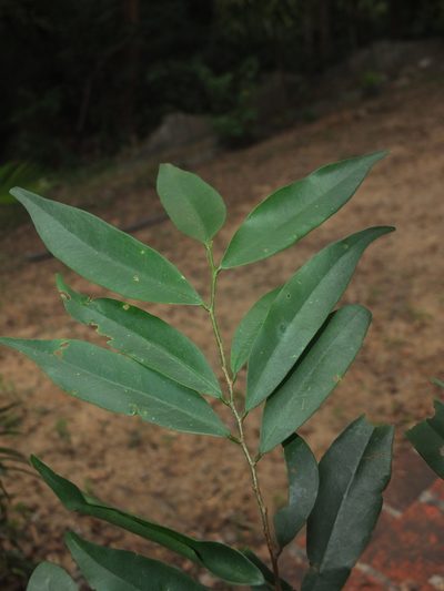 Diospyros atrata, photographed by Siddarth Machado