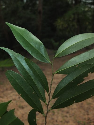 Diospyros atrata, photographed by Siddarth Machado
