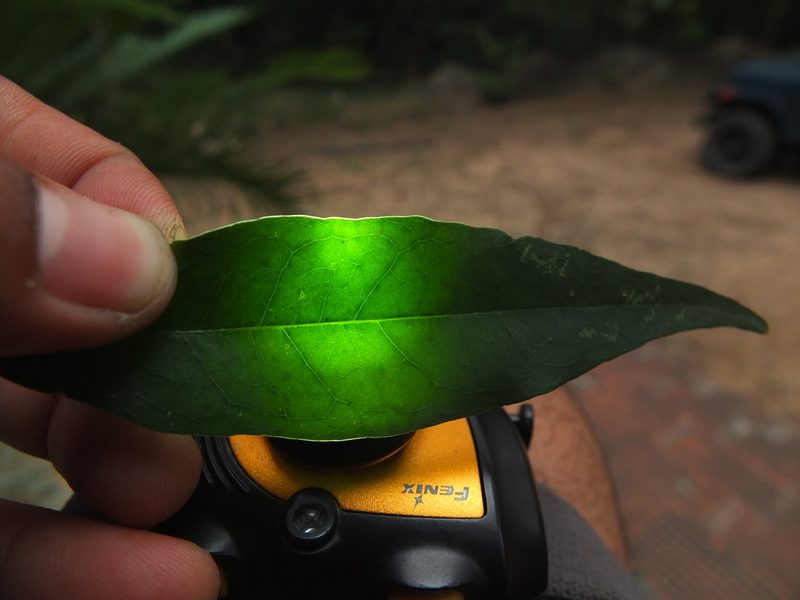 Diospyros barberi, photographed by Siddarth Machado