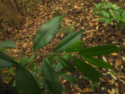 Diospyros barberi, photographed by Siddarth Machado