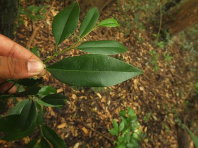 Diospyros barberi, photographed by Siddarth Machado