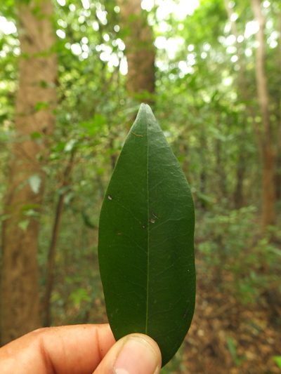 Diospyros barberi, photographed by Siddarth Machado