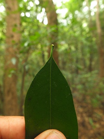 Diospyros barberi, photographed by Siddarth Machado