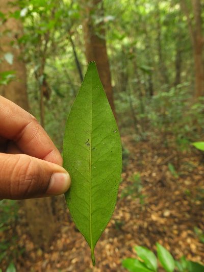 Diospyros barberi, photographed by Siddarth Machado