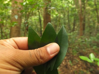 Diospyros barberi, photographed by Siddarth Machado