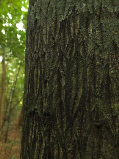 Diospyros barberi, photographed by Siddarth Machado