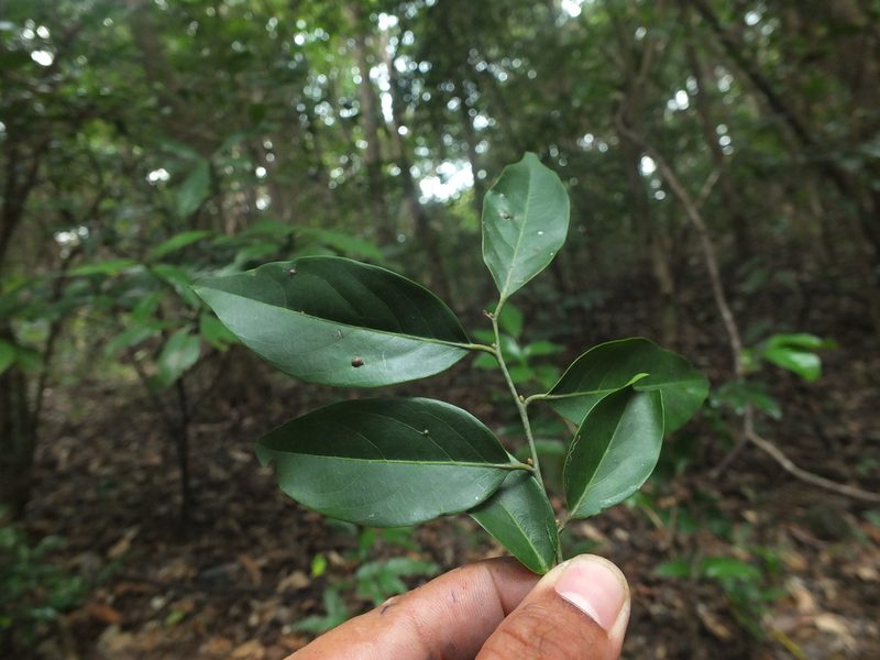 Diospyros ghatensis, photographed by Siddarth Machado