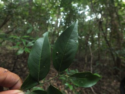 Diospyros ghatensis, photographed by Siddarth Machado