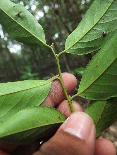 Diospyros ghatensis, photographed by Siddarth Machado