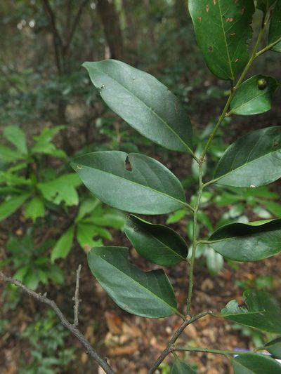 Diospyros ghatensis, photographed by Siddarth Machado