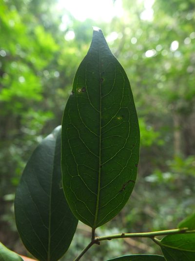 Diospyros ghatensis, photographed by Siddarth Machado