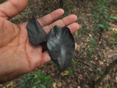Diospyros ghatensis, photographed by Siddarth Machado