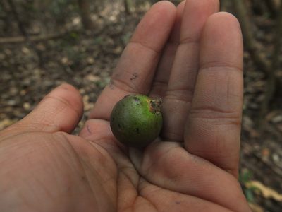 Diospyros ghatensis, photographed by Siddarth Machado