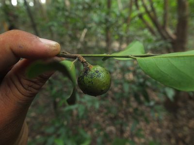 Diospyros ghatensis, photographed by Siddarth Machado