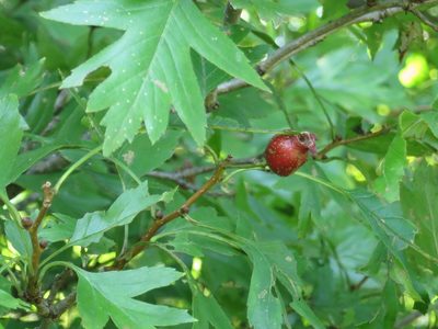 Crataegus pinnatifida, photographed by Repina Tatyana