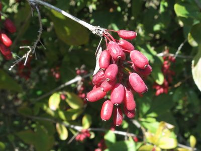 Berberis amurensis, photographed by Repina Tatyana