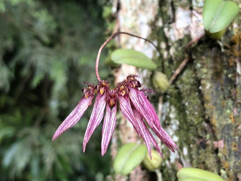 Bulbophyllum melanoglossum, photographed by 黃美滿