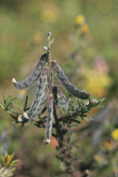 Melolobium aethiopicum, photographed by Jacques van der Merwe