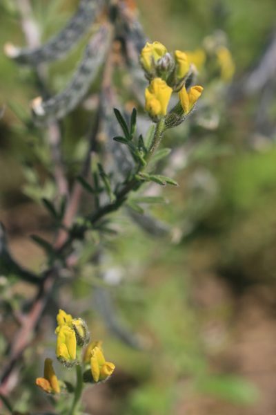 Melolobium aethiopicum, photographed by Jacques van der Merwe