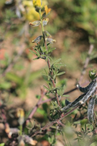 Melolobium aethiopicum, photographed by Jacques van der Merwe