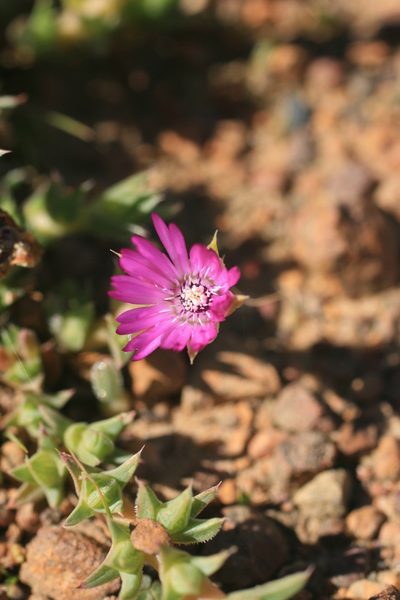Antimima microphylla, photographed by Jacques van der Merwe