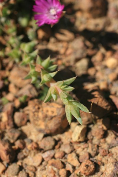 Antimima microphylla, photographed by Jacques van der Merwe
