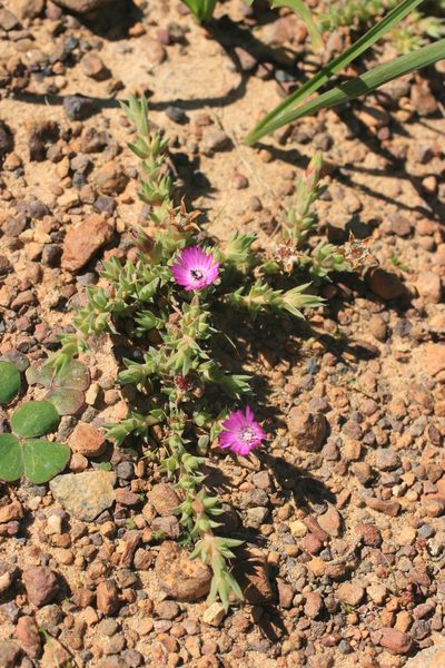 Antimima microphylla, photographed by Jacques van der Merwe