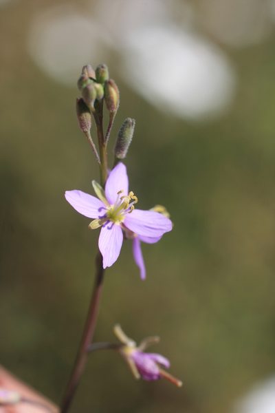 Heliophila arenosa, photographed by Jacques van der Merwe