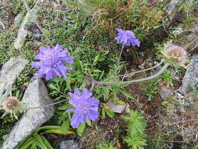 Scabiosa japonica, photographed by Marco Mussita