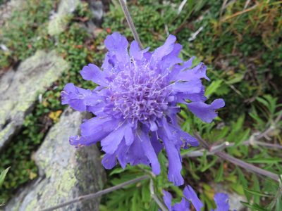 Scabiosa japonica, photographed by Marco Mussita