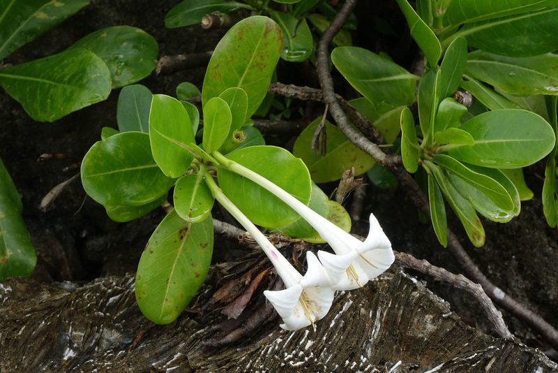 Bikkia tetrandra, photographed by John Barkla