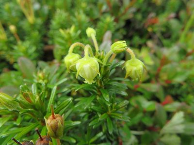 Phyllodoce aleutica, photographed by Marco Mussita