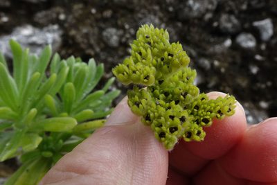 Heliotropium anomalum, photographed by John Barkla