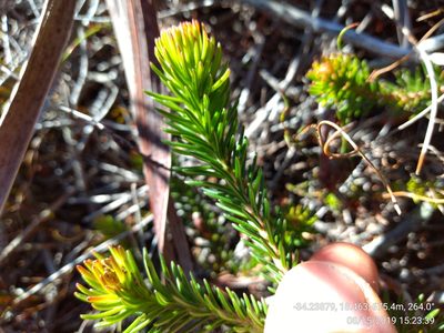 Erica quadrisulcata, photographed by Seth Musker