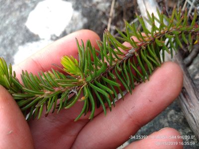 Erica quadrisulcata, photographed by Seth Musker