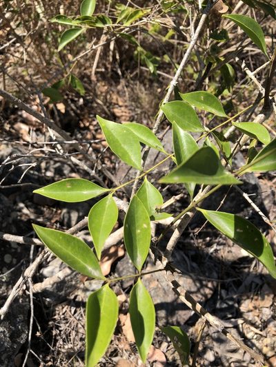 Jasminum simplicifolium, photographed by elawrey