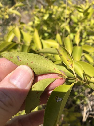 Jasminum simplicifolium, photographed by elawrey