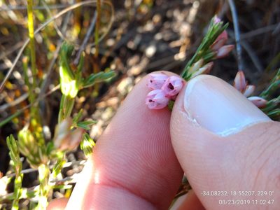 Erica palliiflora, photographed by Seth Musker