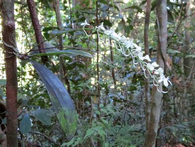 Aerangis citrata, photographed by Micha Baum