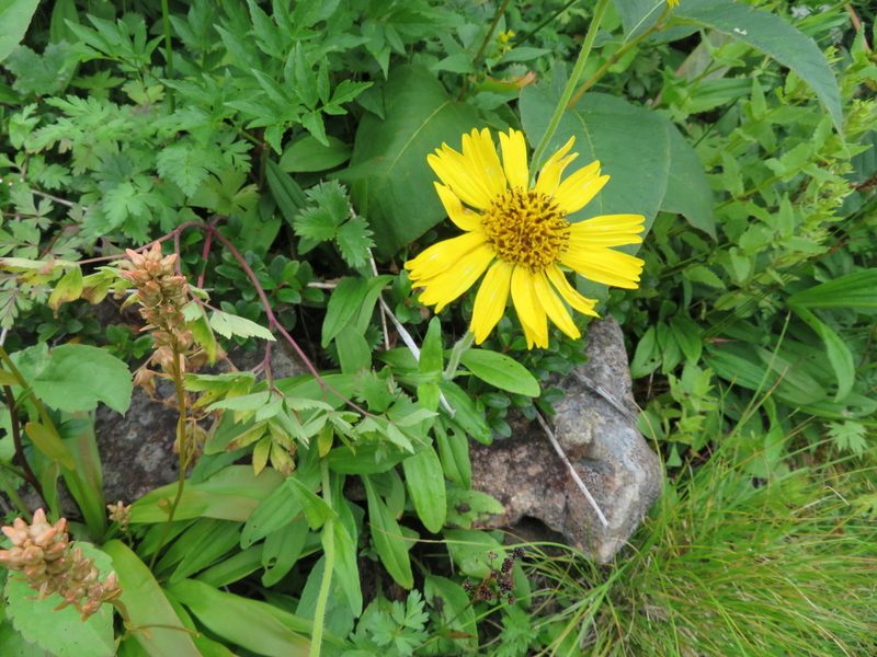 Arnica unalaschcensis, photographed by Marco Mussita