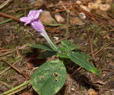 Ruellia pedunculata, photographed by Gordon C. Snelling