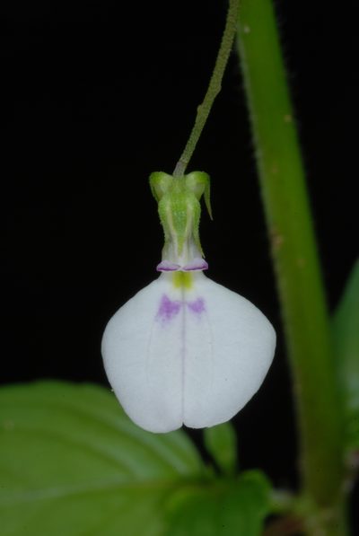 Pombalia linearifolia, photographed by Douglas Goldman