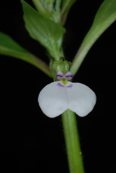 Pombalia linearifolia, photographed by Douglas Goldman