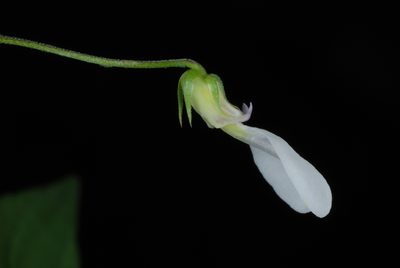 Pombalia linearifolia, photographed by Douglas Goldman
