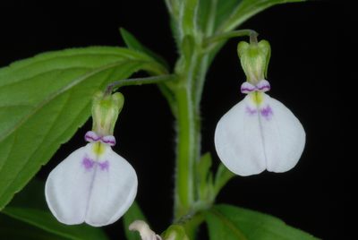 Pombalia linearifolia, photographed by Douglas Goldman