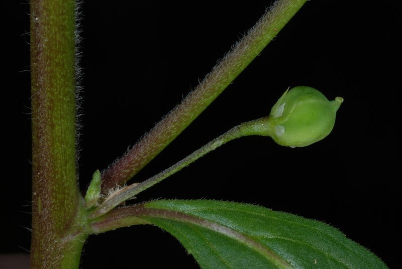 Pombalia linearifolia, photographed by Douglas Goldman