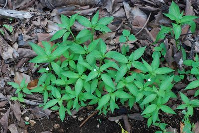 Pombalia linearifolia, photographed by Douglas Goldman