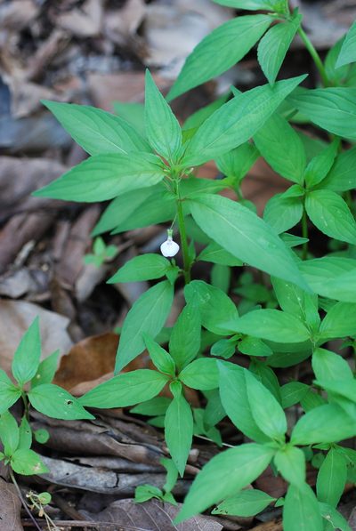 Pombalia linearifolia, photographed by Douglas Goldman