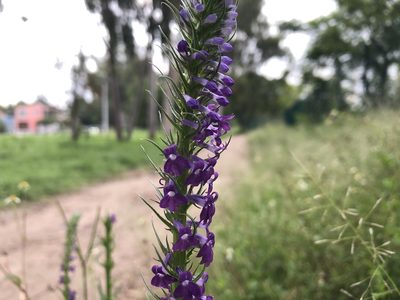 Lobelia fenestralis, photographed by Luis F. Ramírez